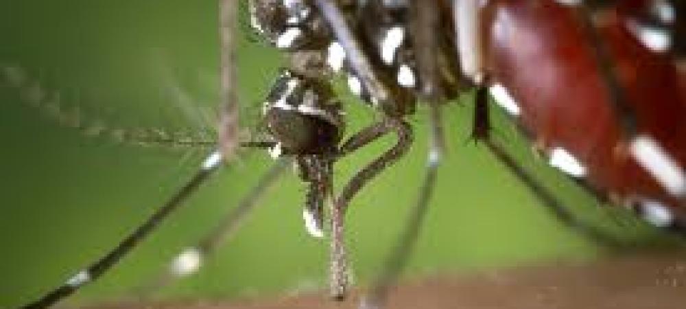 Does mosquito control work?