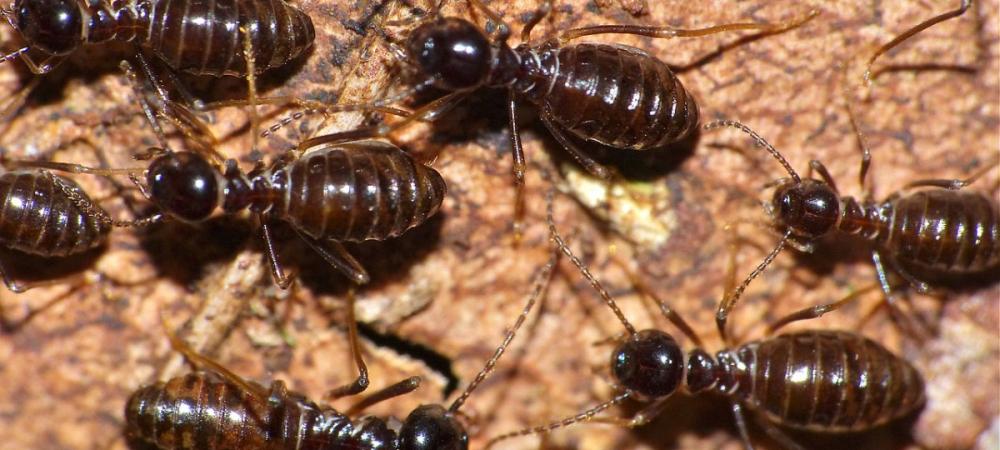 Termites close up