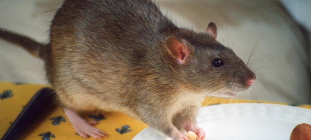 a rat eating food off of a plate