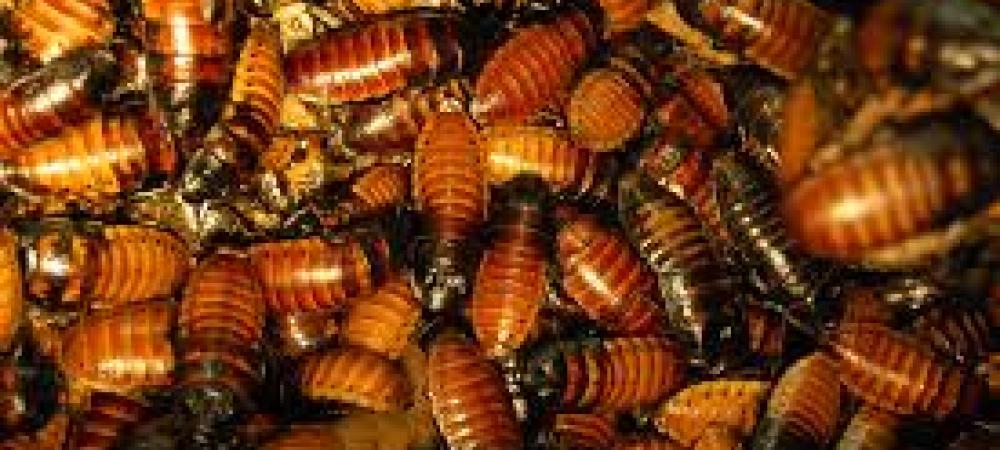 Steps to get rid of roaches