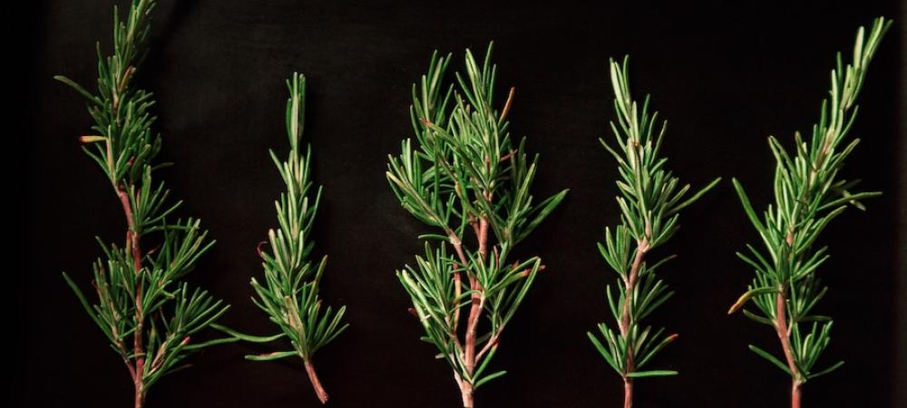 Rosemary - A Mosquito Repelling Plant rosemary-plant-mosquito-repellant
