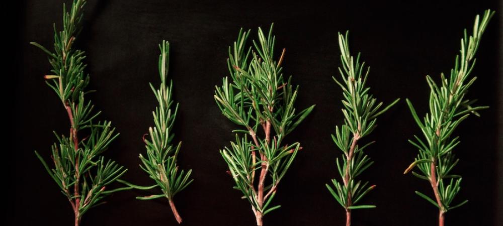 rosemary-plant-mosquito-repellant