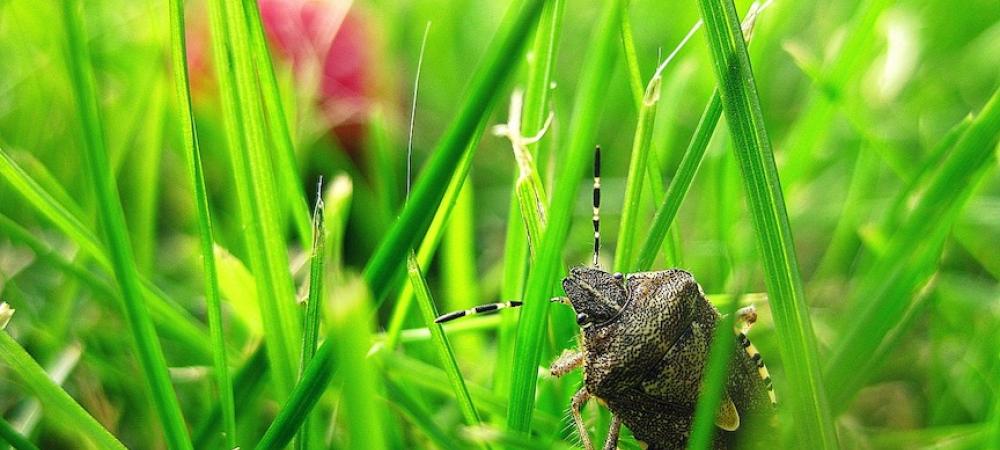 stink bug in the grass