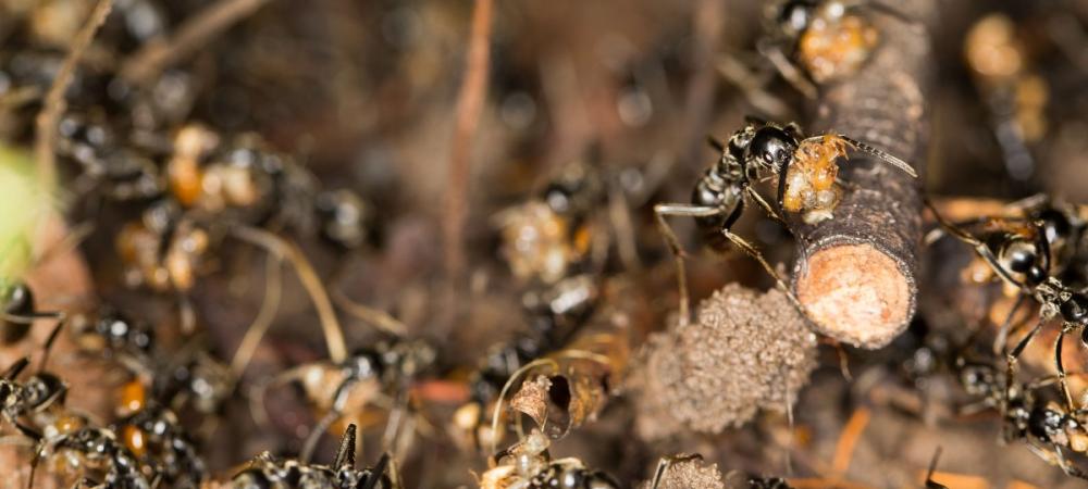 Termite Swarm