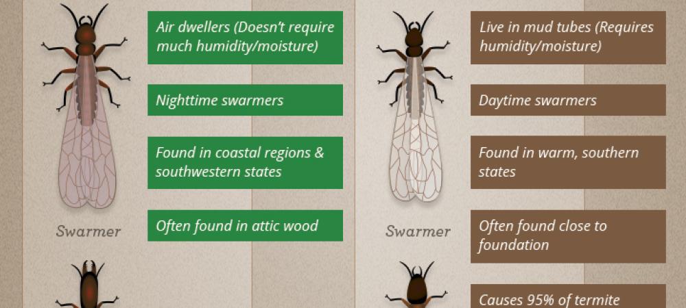 what do termites look like infographic