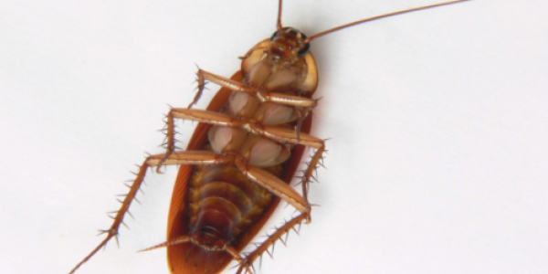 Facts About Roaches