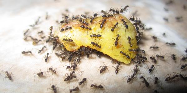 Ant Infestation
