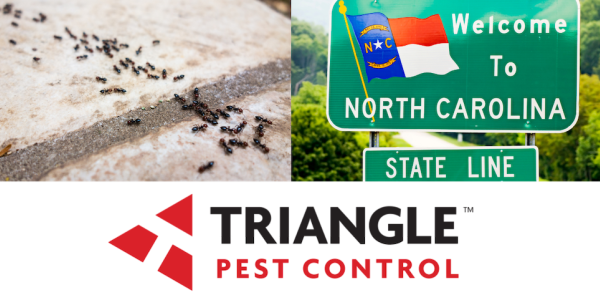 Ants in North Carolina
