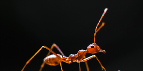 fire ant on a log