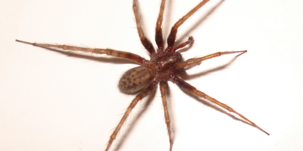 Spiders in Raleigh