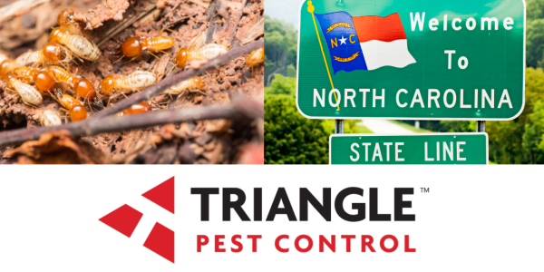 termites in North Carolina