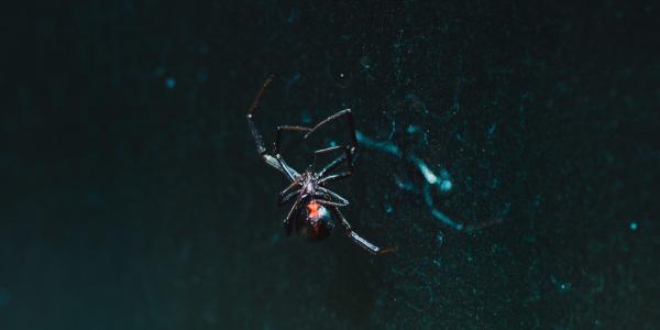 Types of Spiders In North Carolina