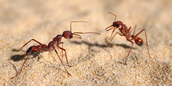 Keeping Ants Away