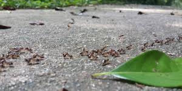 Food Storage Techniques To Prevent Ants