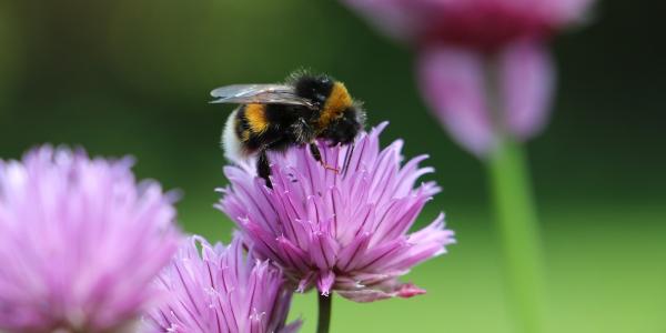Bumble Bees vs. Carpenter Bees