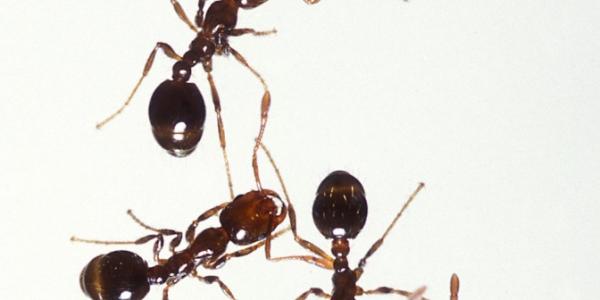 Color of fire ants