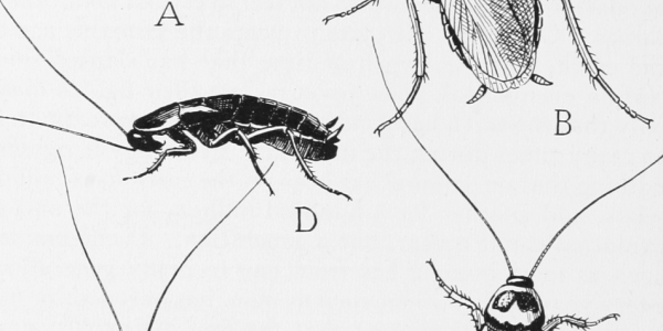 Common Household Roaches