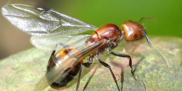 Flying Ants or Termites