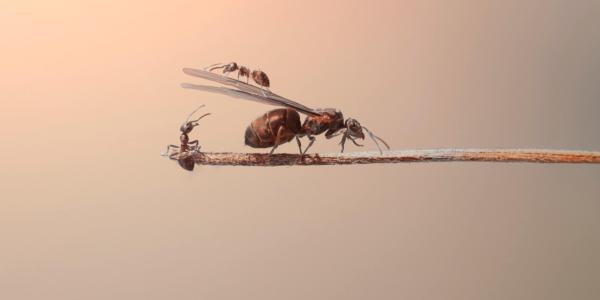 Flying_ant