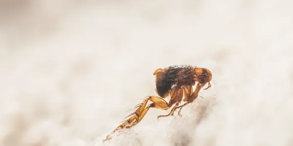 Flea Jumping On Carpet
