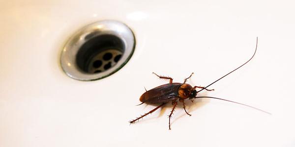 Cockroach in sink