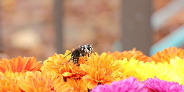 Bald Faced Hornet on Flower