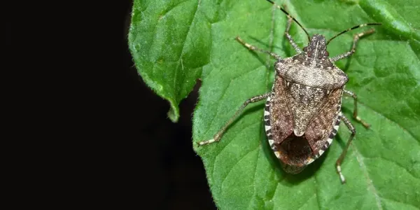 stink bug on a leaf