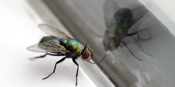 Common drain fly