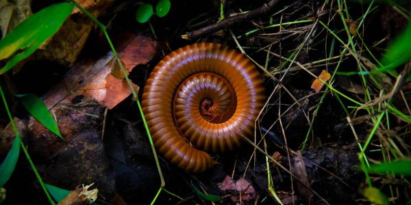 Curled Up Millipede