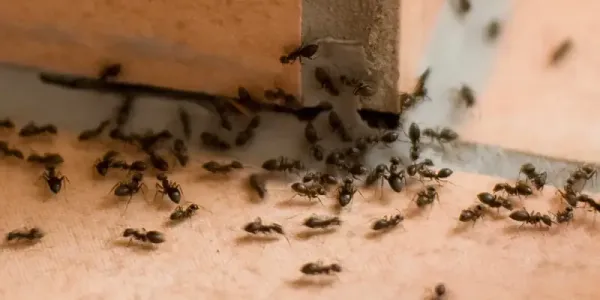 ants in a house on the tile
