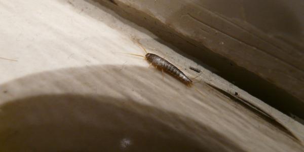 Silverfish Running along Floorboard