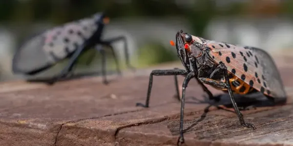 Two Spotted Lantern Flies on Wooden Table