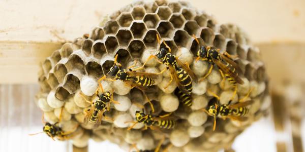 Wasps Nest