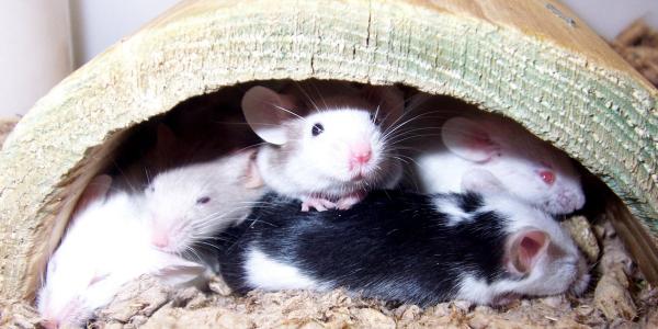 Get rid of rats in your home