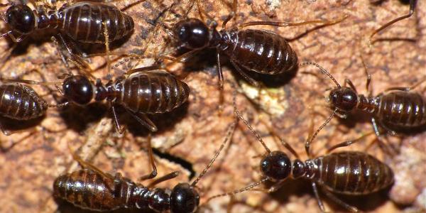 Termites close up