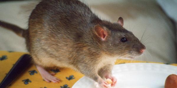 a rat eating food off of a plate