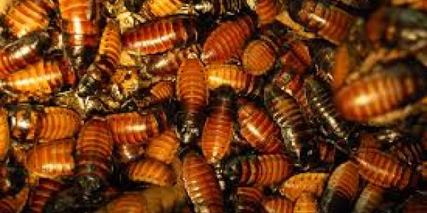 Steps to get rid of roaches