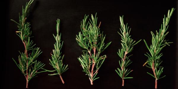 rosemary-plant-mosquito-repellant