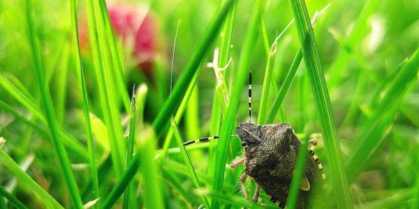 stink bug in the grass