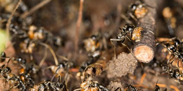 Termite Swarm
