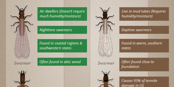what do termites look like infographic