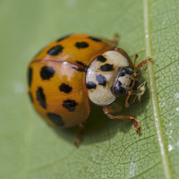 A cluster of orange-and-red Asian lady beetles displaying multiple spots
