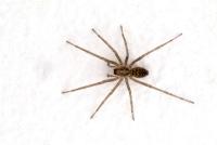 A common house spider resting on an interior structural surface