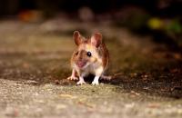A common house mouse foraging along structural baseboard trim
