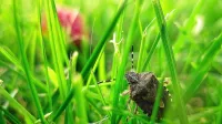 A shield-shaped brown marmorated stink bug walking along a structure wall