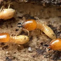Close-up shot of soft-bodied worker termites consuming cellulose-rich framing wood