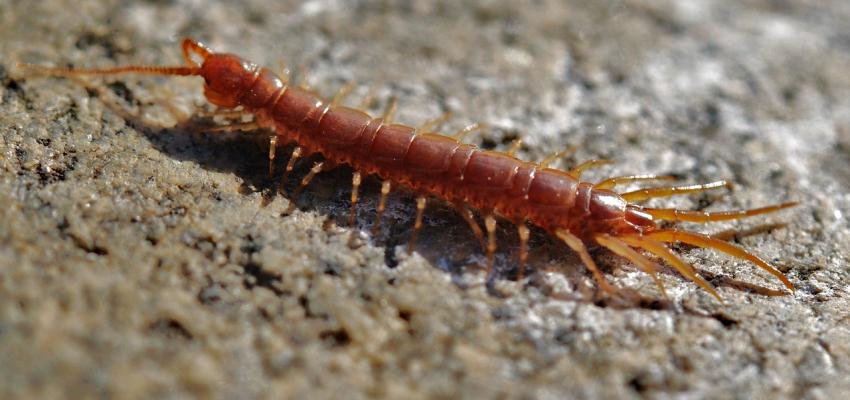 Centipede