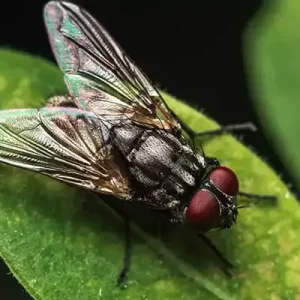 drain fly on a leaf