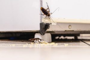 Cockroaches crawling around bottom of fridge