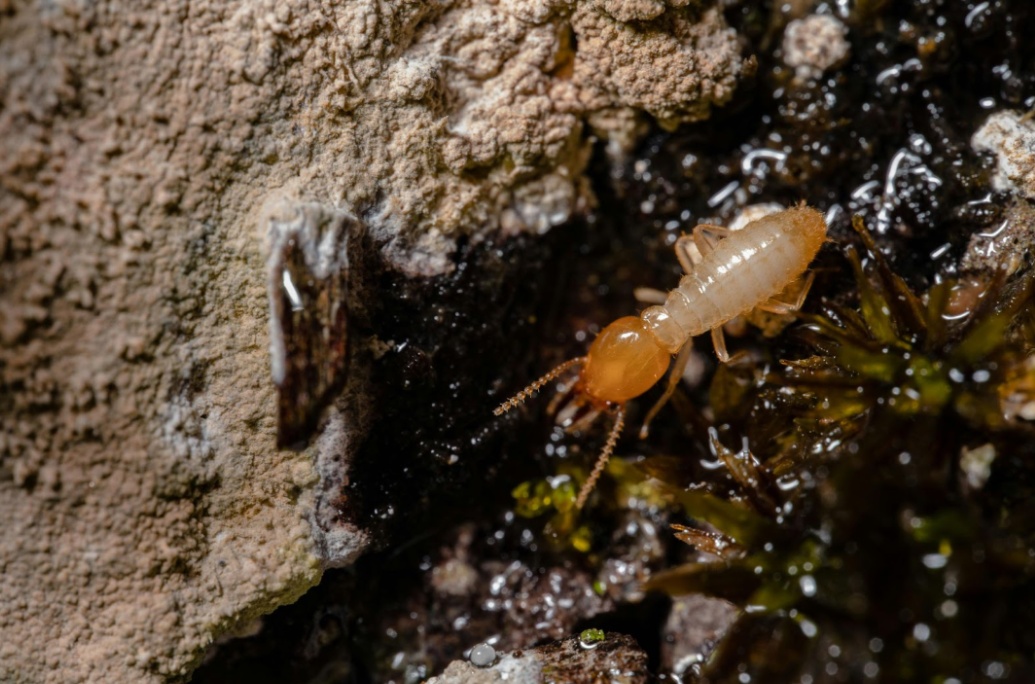 Close-up of termites showing pale, soft-bodied insects that damage wood from the inside